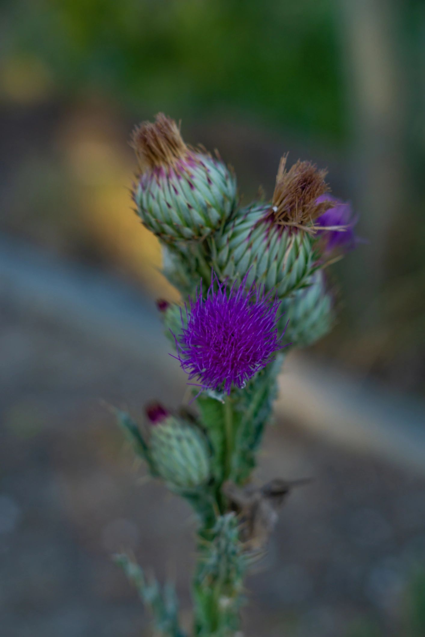 Onion flower close-up
