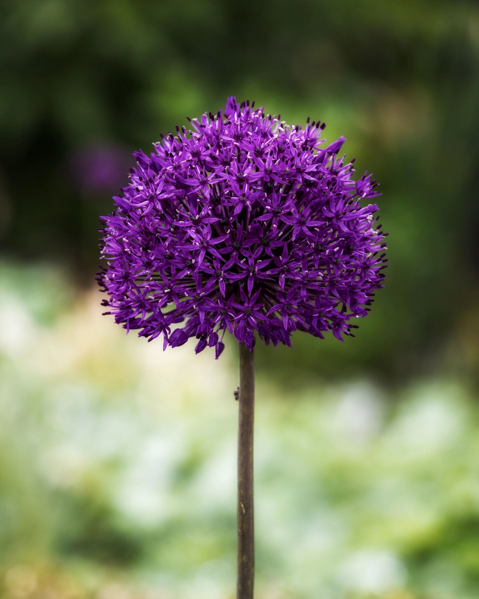 Onion flower in bloom